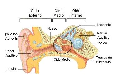 Medio de propagación del sonido